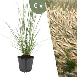 Plants by Frank | 6 Lampenpoetsergras Planten | Pennisetum alopecuroides 'Hameln' | Winterharde bodembedekker planten | tuinplanten | Siergrassen | Winterharde vaste planten meerjarig | Winterharde tuinplanten