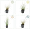 Plants by Frank | 6 Lampenpoetsergras Planten | Pennisetum alopecuroides 'Hameln' | Winterharde bodembedekker planten | tuinplanten | Siergrassen | Winterharde vaste planten meerjarig | Winterharde tuinplanten