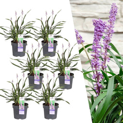 Plants by Frank | 6 Liriope muscari 'Ingwersen' XL | Siergrassen winterhard | 6x Ø 14 cm | vaste planten | Winterharde siergras
