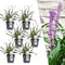 Plants by Frank | 6 Liriope muscari 'Ingwersen' XL | Siergrassen winterhard | 6x Ø 14 cm | vaste planten | Winterharde siergras