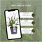 Plants by Frank | 6 Liriope muscari 'Ingwersen' XL | Siergrassen winterhard | 6x Ø 14 cm | vaste planten | Winterharde siergras