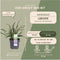 Plants by Frank | 6 Liriope muscari 'Ingwersen' XL | Siergrassen winterhard | 6x Ø 14 cm | vaste planten | Winterharde siergras