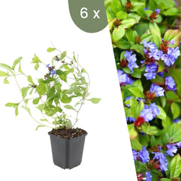 Plants by Frank | 6 loodkruid planten | Ceratostigma plumbaginoides | Winterharde bodembedekker planten | tuinplanten | Winterharde vaste planten meerjarig | Winterharde tuinplanten