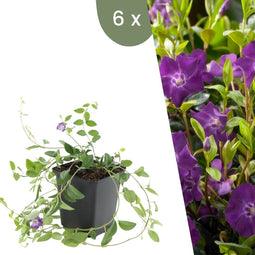 Plants by Frank | 6 Paarse Maagdenpalm planten | Vinca minor 'Atropurpurea' | Winterharde bodembedekker planten | tuinplanten | Winterharde vaste planten meerjarig | Winterharde tuinplanten