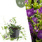 Plants by Frank | 6 Paarse Maagdenpalm planten | Vinca minor 'Atropurpurea' | Winterharde bodembedekker planten | tuinplanten | Winterharde vaste planten meerjarig | Winterharde tuinplanten
