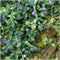 Plants by Frank | 6 Paarse Maagdenpalm planten | Vinca minor 'Atropurpurea' | Winterharde bodembedekker planten | tuinplanten | Winterharde vaste planten meerjarig | Winterharde tuinplanten