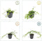 Plants by Frank | 6 Paarse Maagdenpalm planten | Vinca minor 'Atropurpurea' | Winterharde bodembedekker planten | tuinplanten | Winterharde vaste planten meerjarig | Winterharde tuinplanten