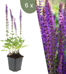 Plants by Frank | 6 Salie planten | Salvia nemorosa 'Ostfriesland' | Winterharde bodembedekker planten | tuinplanten | Winterharde vaste planten meerjarig | Winterharde tuinplanten