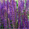 Plants by Frank | 6 Salie planten | Salvia nemorosa 'Ostfriesland' | Winterharde bodembedekker planten | tuinplanten | Winterharde vaste planten meerjarig | Winterharde tuinplanten