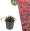 Plants by Frank | 6 Stekelnoot planten | Acaena microphylla 'Kupferteppich' | Winterharde bodembedekker | Winterharde planten voor de tuin | Winterharde vaste planten meerjarig | Winterharde tuinplanten