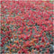 Plants by Frank | 6 Stekelnoot planten | Acaena microphylla 'Kupferteppich' | Winterharde bodembedekker | Winterharde planten voor de tuin | Winterharde vaste planten meerjarig | Winterharde tuinplanten