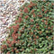 Plants by Frank | 6 Stekelnoot planten | Acaena microphylla 'Kupferteppich' | Winterharde bodembedekker | Winterharde planten voor de tuin | Winterharde vaste planten meerjarig | Winterharde tuinplanten