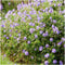 Plants by Frank | 6 Stork Beak Plants | Geranium ‘Rozanne’ | Garden Plants