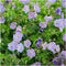 Plants by Frank | 6 Stork Beak Plants | Geranium ‘Rozanne’ | Garden Plants