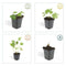 Plants by Frank | 6 Stork Beak Plants | Geranium ‘Rozanne’ | Garden Plants