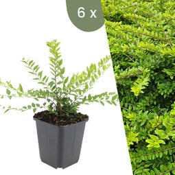 Plants by Frank | 6 Struikkamperfoelie planten | Lonicera nitida 'Maigrün' | Winterharde bodembedekker planten | tuinplanten | Winterharde vaste planten meerjarig | Winterharde tuinplanten