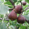 Plants by Frank | 6 Vijgenboom planten | 100% Biologische Fruitplanten | Vijgenboom Winterhard | Tuinplanten | Winterharde Planten voor de Tuin