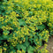 Plants by Frank | 6 Vrouwenmantel Planten | Alchemilla mollis | Winterharde bodembedekker planten | tuinplanten | Winterharde vaste planten meerjarig | Winterharde tuinplanten