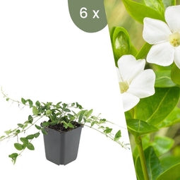 Plants by Frank | 6 Witte Maagdenpalm planten | Vinca minor 'Alba' | Winterharde bodembedekker planten | tuinplanten | Winterharde vaste planten meerjarig | Winterharde tuinplanten