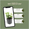 Plants by Frank | 60 Asterplanten | Aster ageratoides 'Asran' | Winterharde bodembedekker planten | tuinplanten | Winterharde vaste planten meerjarig | Winterharde tuinplanten