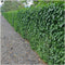 Plants by Frank | 60 Atlantische Klimopplanten | Hedera Hibernica | Winterharde bodembedekker planten | tuinplanten | Winterharde vaste planten meerjarig | Winterharde tuinplanten