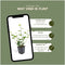 Plants by Frank | 60 Atlantische Klimopplanten | Hedera Hibernica | Winterharde bodembedekker planten | tuinplanten | Winterharde vaste planten meerjarig | Winterharde tuinplanten
