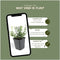 Plants by Frank | 60 Bonte Kardinaalsmuts Planten | Euonymus 'Emerald 'n Gaity' | Winterharde bodembedekker planten | tuinplanten | Winterharde vaste planten meerjarig | Winterharde tuinplanten
