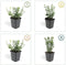 Plants by Frank | 60 Bonte Kardinaalsmuts Planten | Euonymus 'Emerald 'n Gaity' | Winterharde bodembedekker planten | tuinplanten | Winterharde vaste planten meerjarig | Winterharde tuinplanten