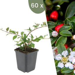 Plants by Frank | 60 Dwergmispel Planten | Cotoneaster dammeri 'Major'| Winterharde bodembedekker planten | tuinplanten | Winterharde vaste planten meerjarig | Winterharde tuinplanten