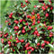 Plants by Frank | 60 Dwergmispel Planten | Cotoneaster dammeri | Winterharde bodembedekker planten | tuinplanten | Winterharde vaste planten meerjarig | Winterharde tuinplanten