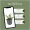 Plants by Frank | 60 Dwergmispel Planten | Cotoneaster dammeri | Winterharde bodembedekker planten | tuinplanten | Winterharde vaste planten meerjarig | Winterharde tuinplanten
