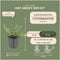 Plants by Frank | 60 Dwergmispel Planten | Cotoneaster dammeri | Winterharde bodembedekker planten | tuinplanten | Winterharde vaste planten meerjarig | Winterharde tuinplanten