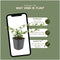 Plants by Frank | 60 Dwergmispel Planten | Cotoneaster dammeri 'Major'| Winterharde bodembedekker planten | tuinplanten | Winterharde vaste planten meerjarig | Winterharde tuinplanten