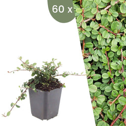 Plants by Frank | 60 Dwergmispel Planten | Cotoneaster praecox 'Queen of Carpets' | Winterharde bodembedekker planten | tuinplanten | Winterharde vaste planten meerjarig | Winterharde tuinplanten