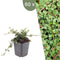 Plants by Frank | 60 Dwergmispel Planten | Cotoneaster praecox 'Queen of Carpets' | Winterharde bodembedekker planten | tuinplanten | Winterharde vaste planten meerjarig | Winterharde tuinplanten