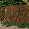 Plants by Frank | 60 Dwergmispel Planten | Cotoneaster praecox 'Queen of Carpets' | Winterharde bodembedekker planten | tuinplanten | Winterharde vaste planten meerjarig | Winterharde tuinplanten