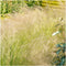 Plants by Frank | 60 Federgras planten | Stipa tenuissima 'Ponytails' | Winterharde bodembedekker planten | tuinplanten | Winterharde vaste planten meerjarig | Winterharde tuinplanten