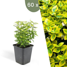 Plants by Frank | 60 Gele Kardinaalsmuts Planten | Euonymus 'Emerald 'n Gold' | Winterharde bodembedekker planten | tuinplanten | Winterharde vaste planten meerjarig | Winterharde tuinplanten