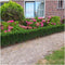 Plants by Frank | 60 Groene Kardinaalsmuts Planten | Euonymus japonicus 'Green Spire' | Winterharde bodembedekker planten | tuinplanten | Winterharde vaste planten meerjarig | Winterharde tuinplanten