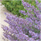 Plants by Frank | 60 kattenkruid planten | Nepeta 'Walker's Low' | Winterharde bodembedekker planten | tuinplanten | Winterharde vaste planten meerjarig | Winterharde tuinplanten