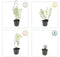 Plants by Frank | 60 kattenkruid planten | Nepeta 'Walker's Low' | Winterharde bodembedekker planten | tuinplanten | Winterharde vaste planten meerjarig | Winterharde tuinplanten