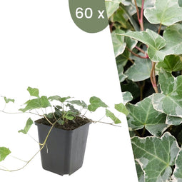 Plants by Frank | 60 Klimopplanten | Hedera helix 'Glacier' | Winterharde bodembedekker planten | tuinplanten | Winterharde vaste planten meerjarig | Winterharde tuinplanten