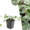 Plants by Frank | 60 Klimopplanten | Hedera helix 'Glacier' | Winterharde bodembedekker planten | tuinplanten | Winterharde vaste planten meerjarig | Winterharde tuinplanten