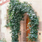 Plants by Frank | 60 Klimopplanten | Hedera helix 'Glacier' | Winterharde bodembedekker planten | tuinplanten | Winterharde vaste planten meerjarig | Winterharde tuinplanten