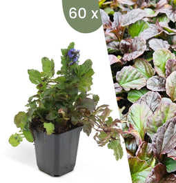 Plants by Frank | 60 Kruipend zenegroen planten | Ajuga reptans | bodembedekkers Winterhard | Winterharde planten voor de tuin | Winterharde vaste planten | Winterharde tuinplanten