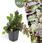 Plants by Frank | 60 Kruipend zenegroen planten | Ajuga reptans | bodembedekkers Winterhard | Winterharde planten voor de tuin | Winterharde vaste planten | Winterharde tuinplanten