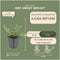 Plants by Frank | 60 Kruipend zenegroen planten | Ajuga reptans | bodembedekkers Winterhard | Winterharde planten voor de tuin | Winterharde vaste planten | Winterharde tuinplanten