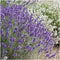 Plants by Frank | 60 Lavendelplanten | Lavandula angustifolia 'Hidcote' | Winterharde bodembedekker planten | tuinplanten | Winterharde vaste planten meerjarig | Winterharde tuinplanten