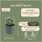 Plants by Frank | 60 Lavendelplanten | Lavandula angustifolia 'Hidcote' | Winterharde bodembedekker planten | tuinplanten | Winterharde vaste planten meerjarig | Winterharde tuinplanten