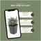Plants by Frank | 60 Lavendelplanten | Lavandula angustifolia 'Hidcote' | Winterharde bodembedekker planten | tuinplanten | Winterharde vaste planten meerjarig | Winterharde tuinplanten